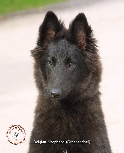 Belgian Shepherd Dog 9R096D-022.JPG